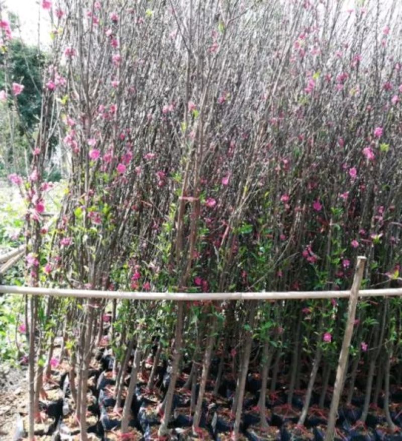 桃树苗40~50cm
