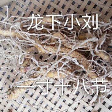 一寸十八节根