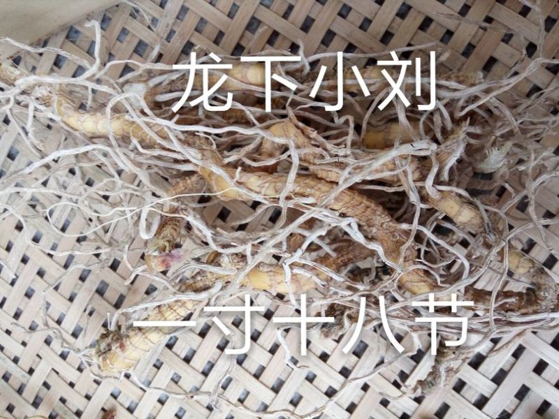 一寸十八节根