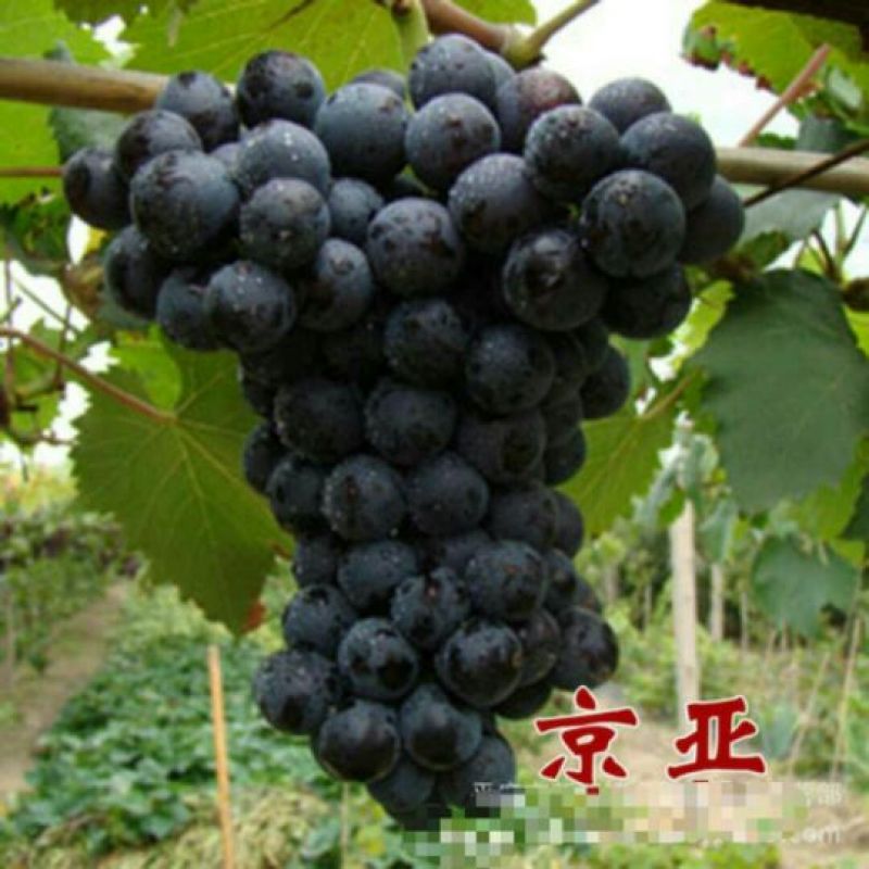 京亚葡萄苗口感好产量高1年30~50cm