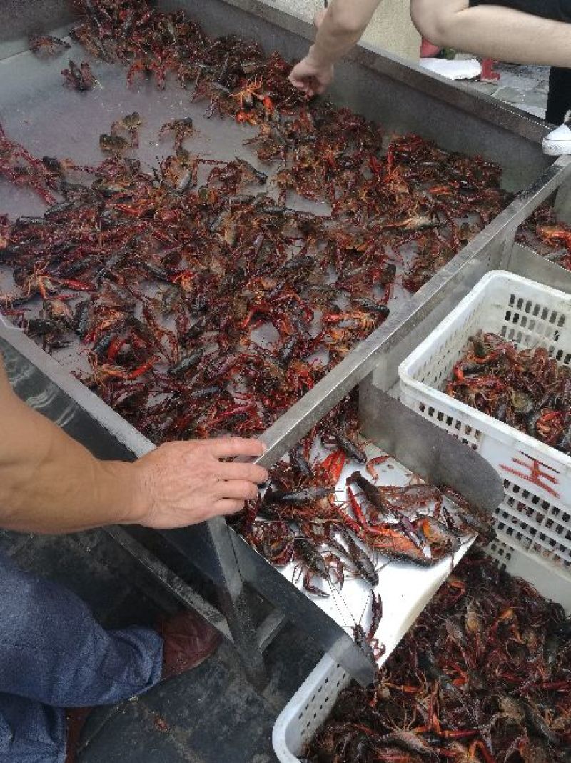 湖北小龙虾精品小青中青大青红食用活虾纯青虾死亡包赔虾尾