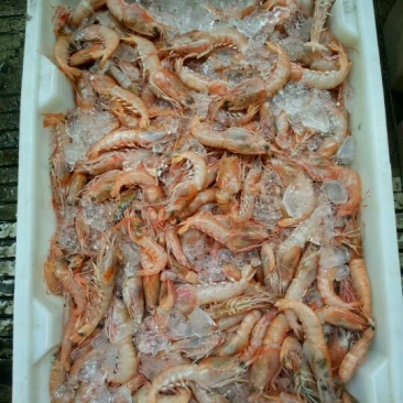 红虾食用冰鲜虾