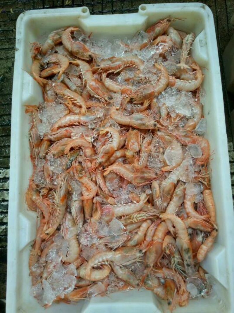 红虾食用冰鲜虾