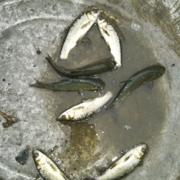 池鲤鱼鱼苗2两