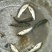 池鲤鱼鱼苗2两