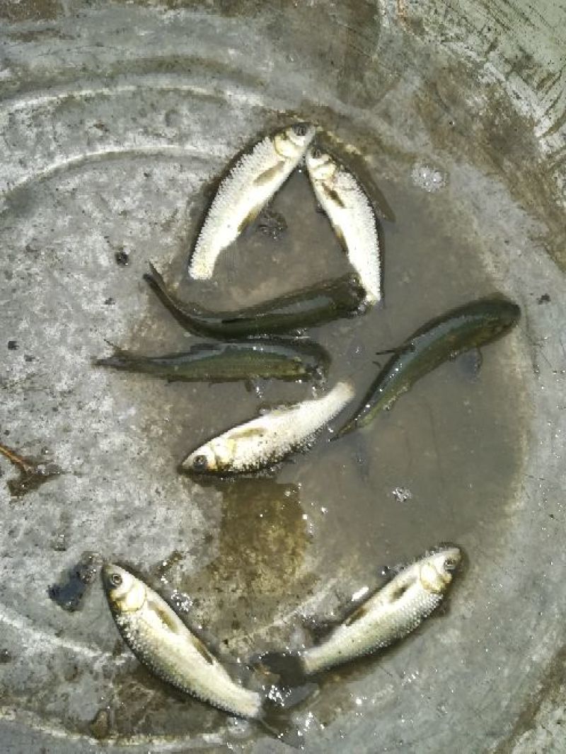 池鲤鱼鱼苗2两