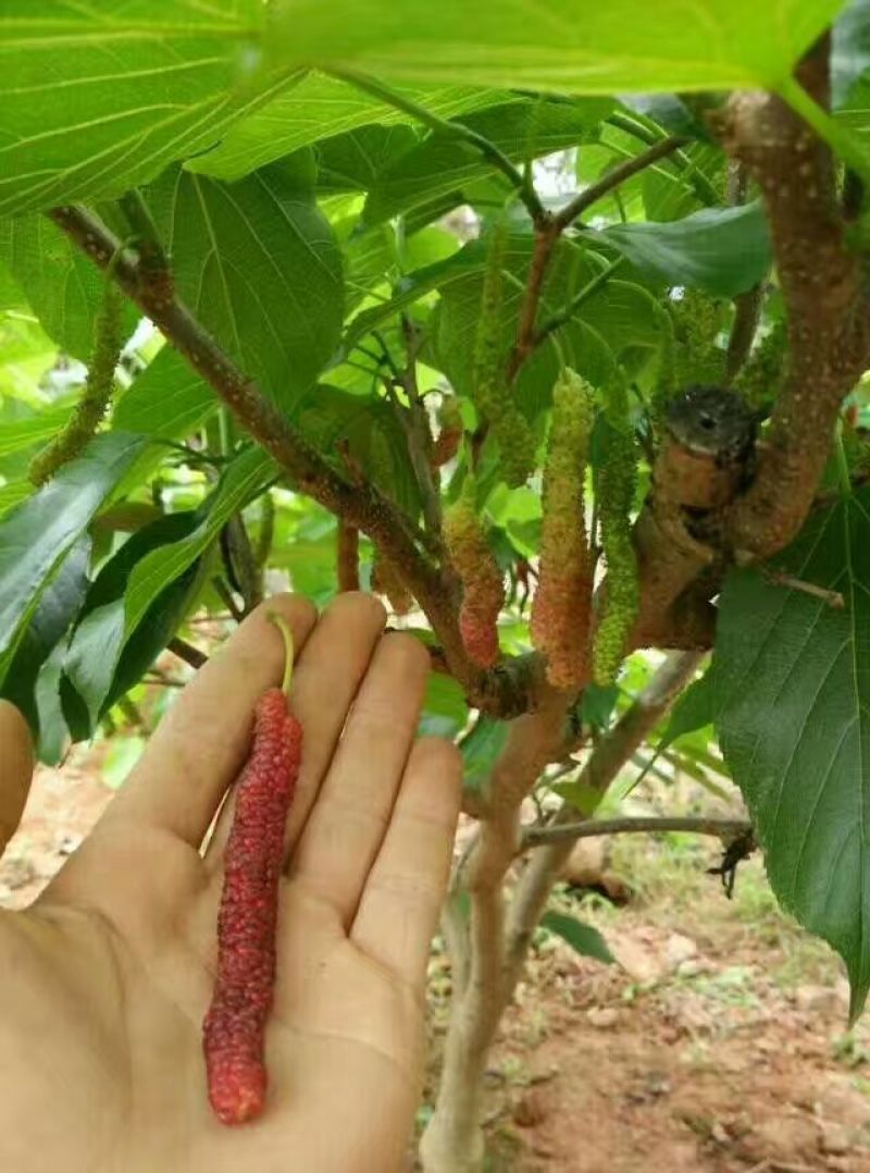 优质台湾四季长果桑，大果桑树苗，基地直发，成活率高