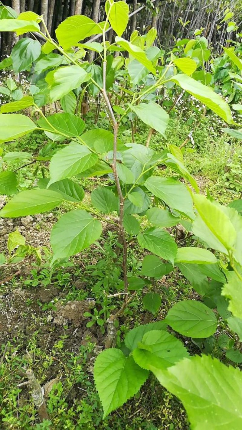 优质台湾四季长果桑，大果桑树苗，基地直发，成活率高