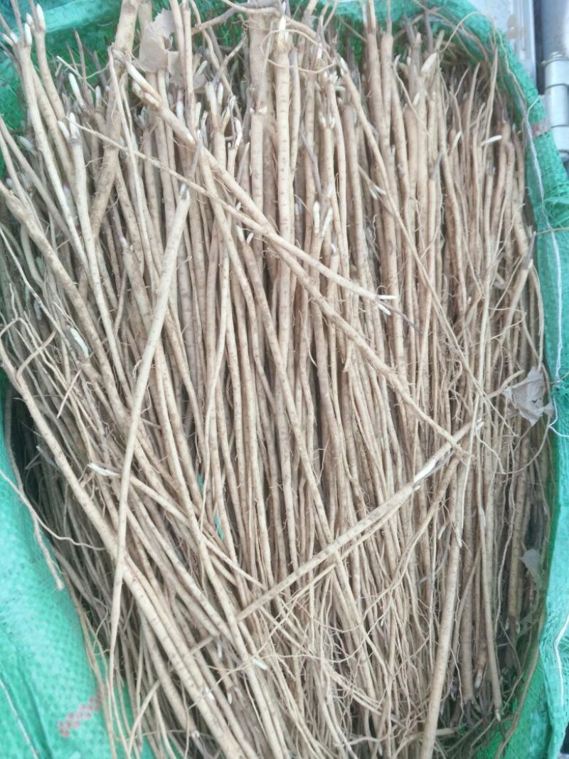 黄芪苗