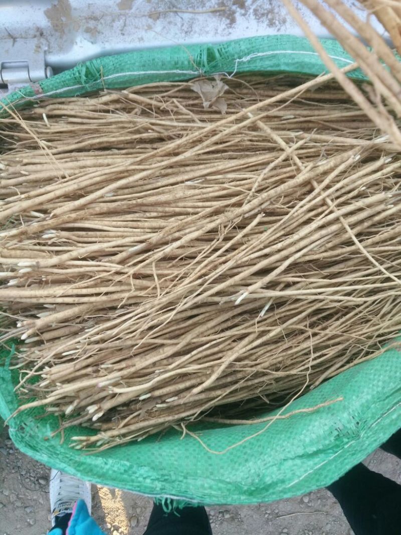 黄芪苗