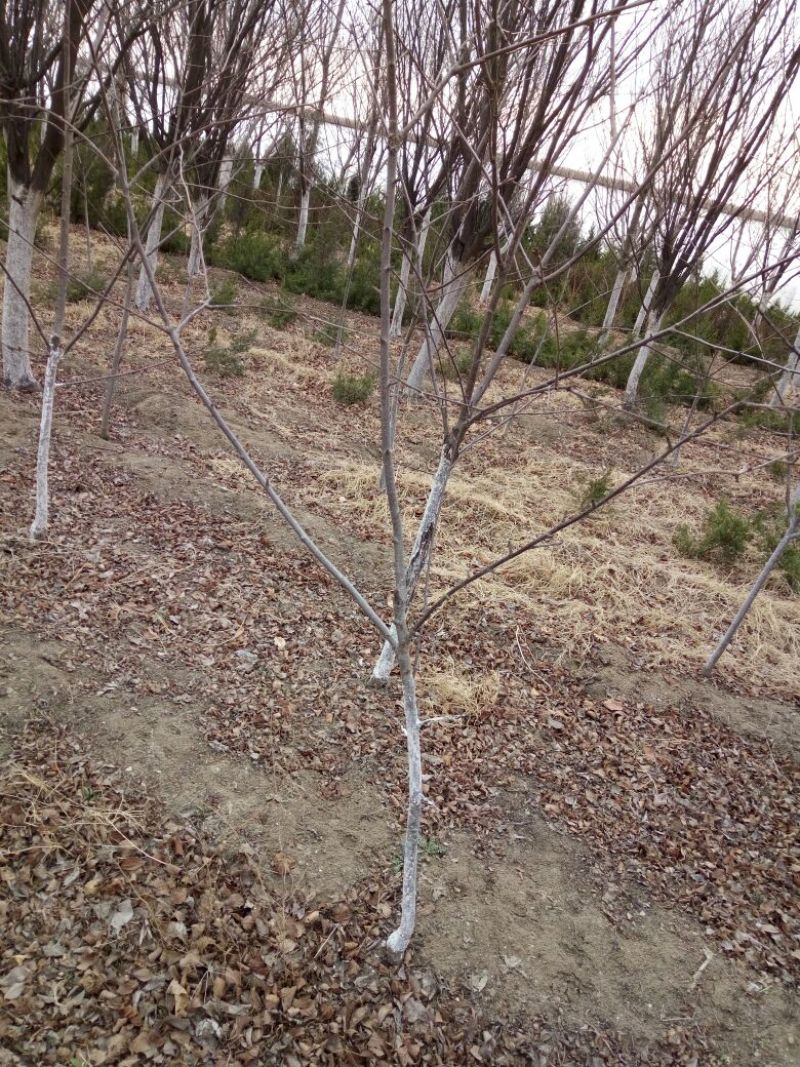 大樱桃树3年