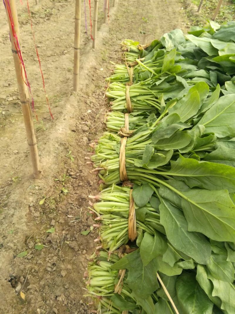 河北精品大叶菠菜，25~30厘米，万亩蔬菜基地直供。