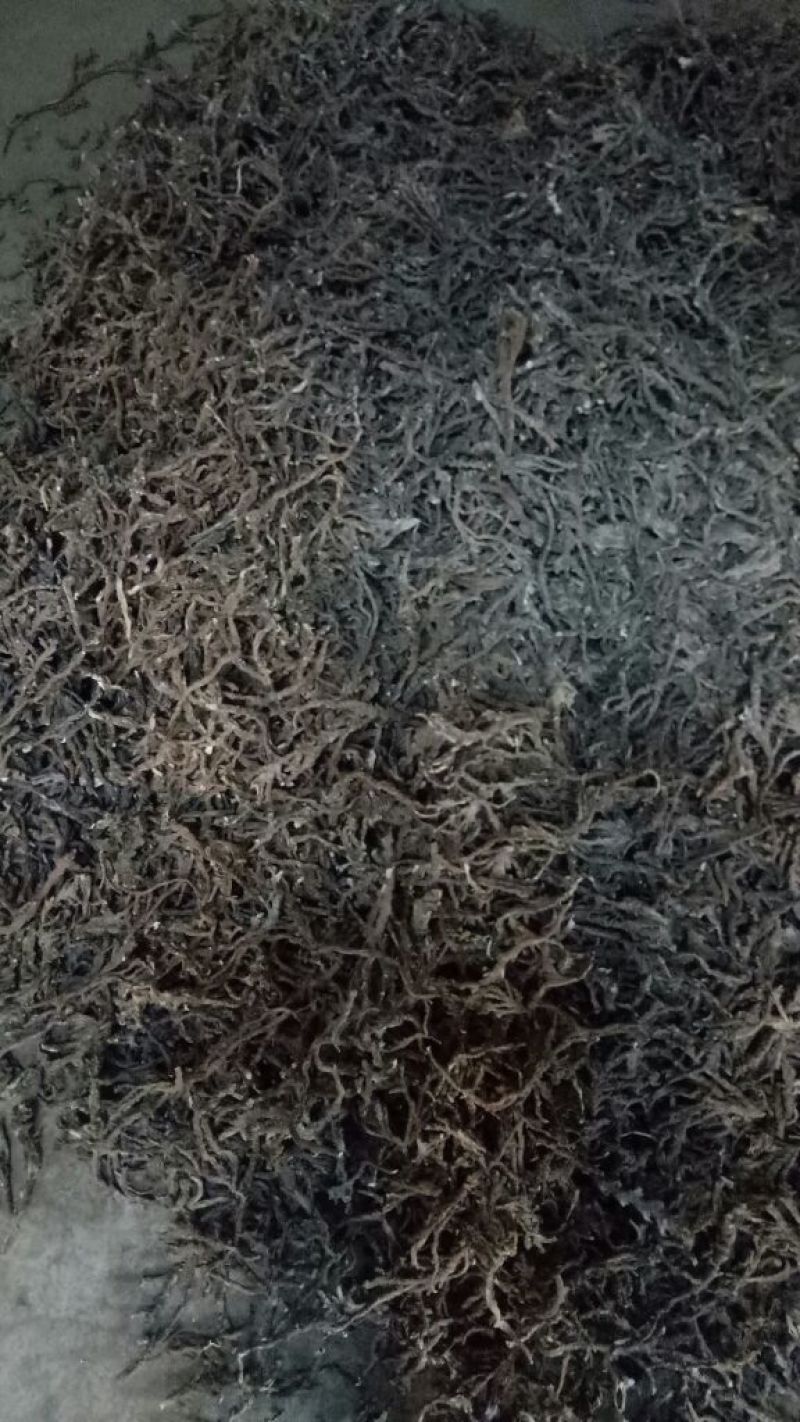 石菖蒲中选条