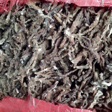 石菖蒲中选条