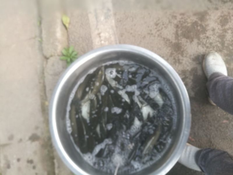 景鲤，鱼苗