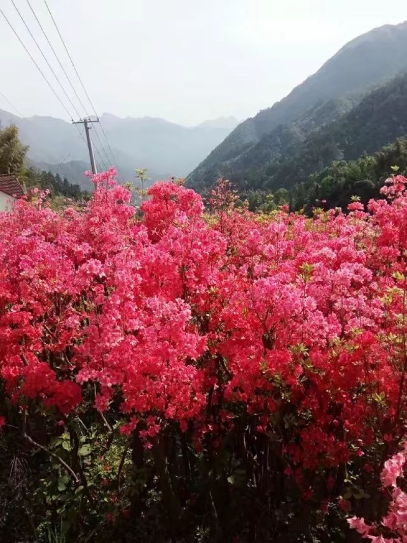 映山红树桩35cm以上