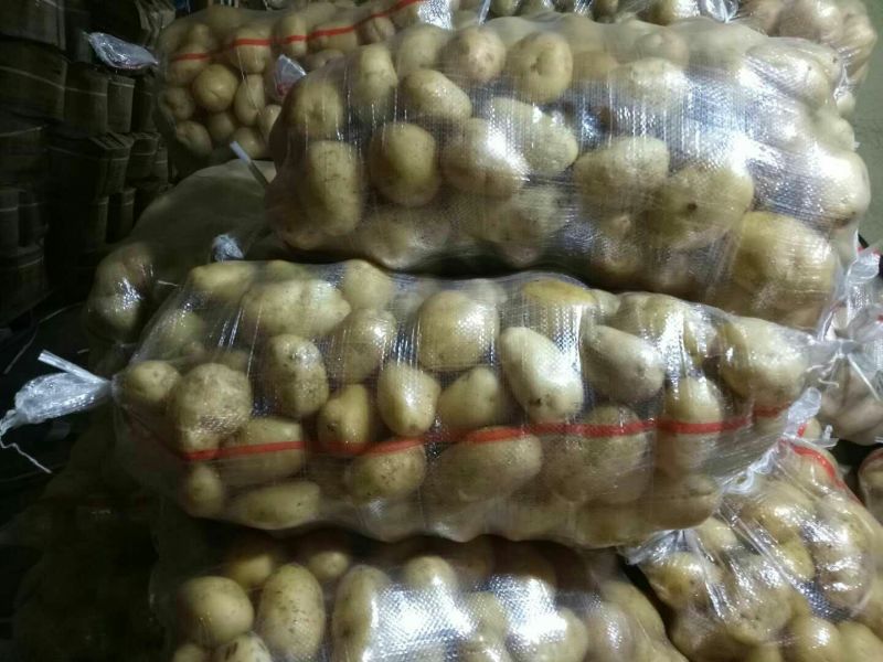 《荷兰十五土豆》品种规格齐全*电商市场代存代发
