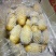 《荷兰十五土豆》品种规格齐全*电商市场代存代发