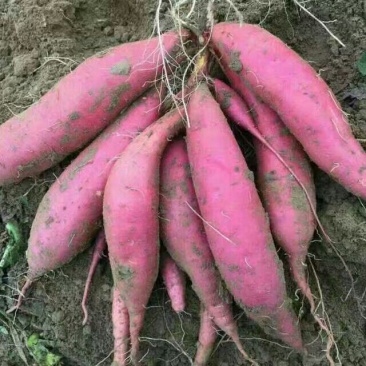 红薯苗脱毒原种红薯苗西瓜红红薯苗产地直发25~35cm