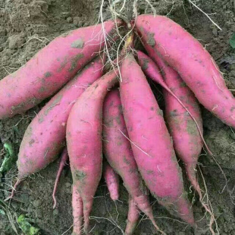 红薯苗脱毒原种红薯苗西瓜红红薯苗产地直发25~35cm