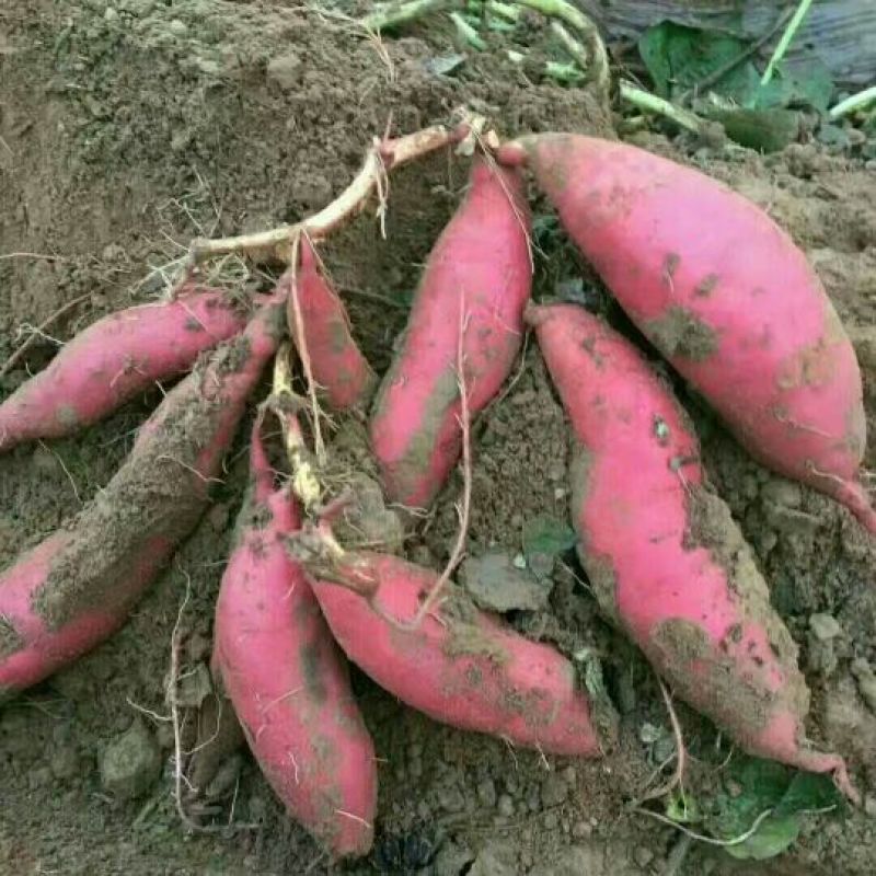 红薯苗脱毒原种红薯苗西瓜红红薯苗产地直发25~35cm
