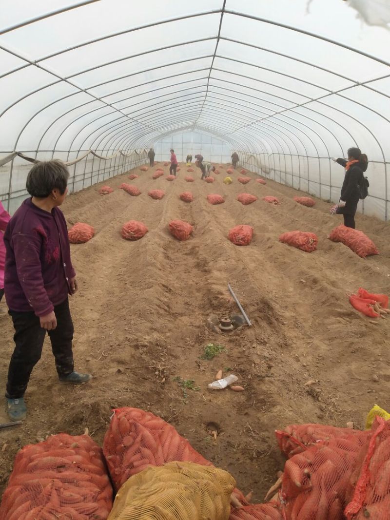 红薯苗脱毒原种红薯苗西瓜红红薯苗产地直发25~35cm