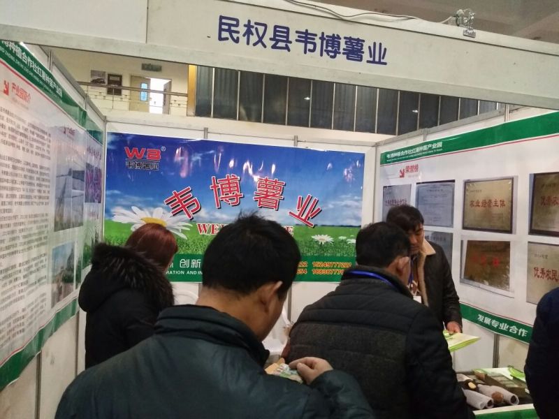 红薯苗脱毒原种红薯苗西瓜红红薯苗产地直发25~35cm