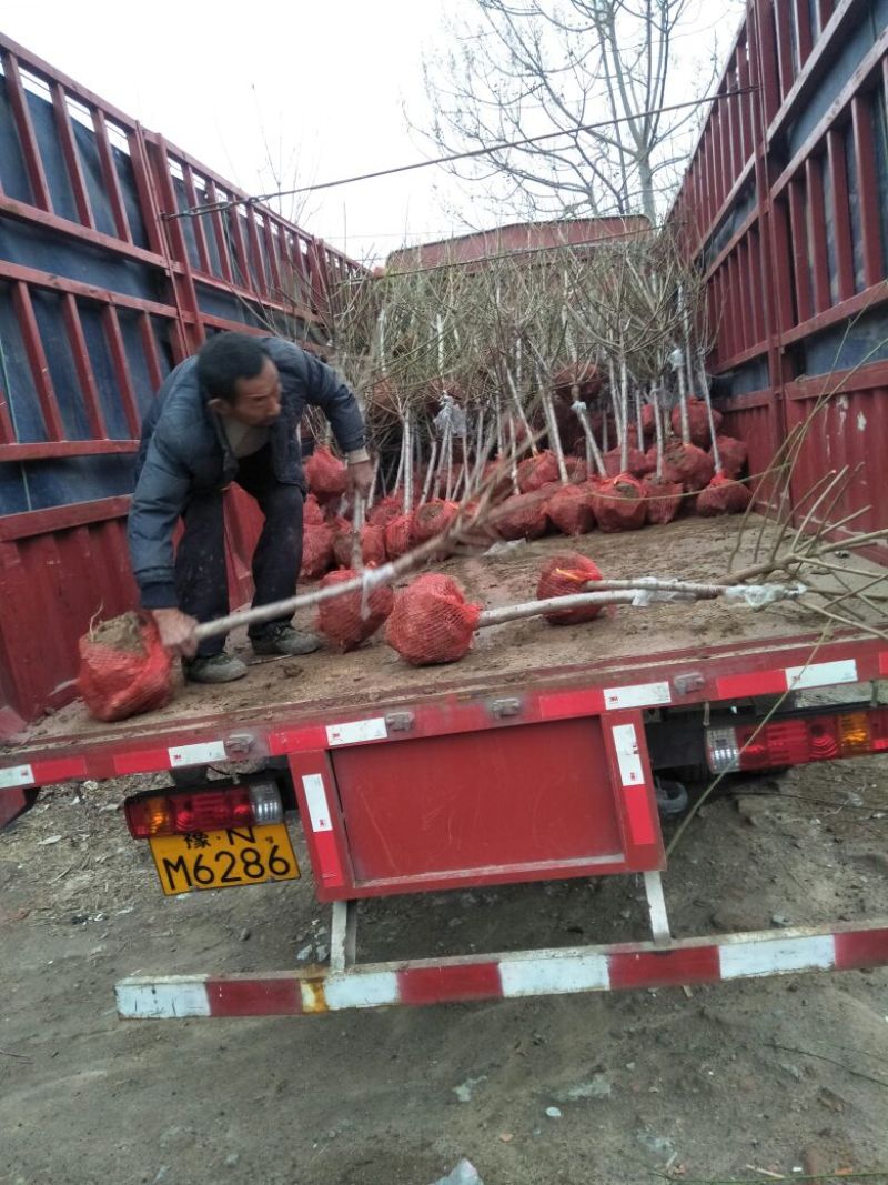 红梅商丘货源三公分宫粉梅