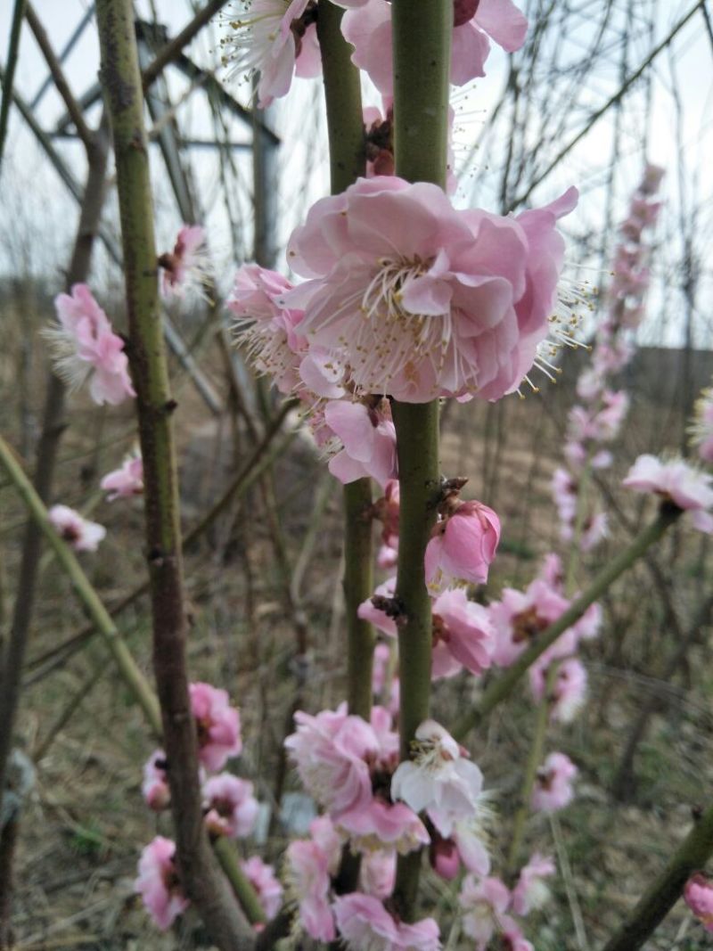 红梅商丘货源三公分宫粉梅