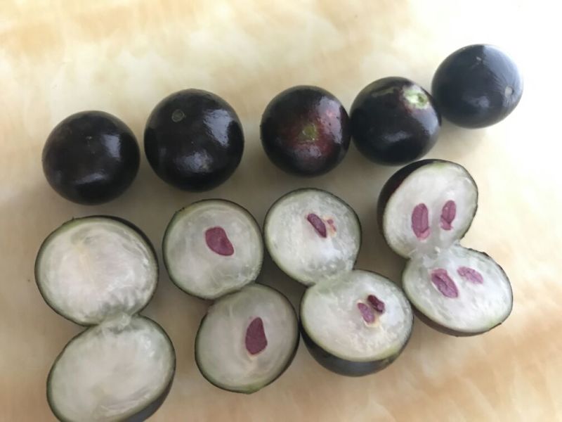 嘉宝果树苗3年