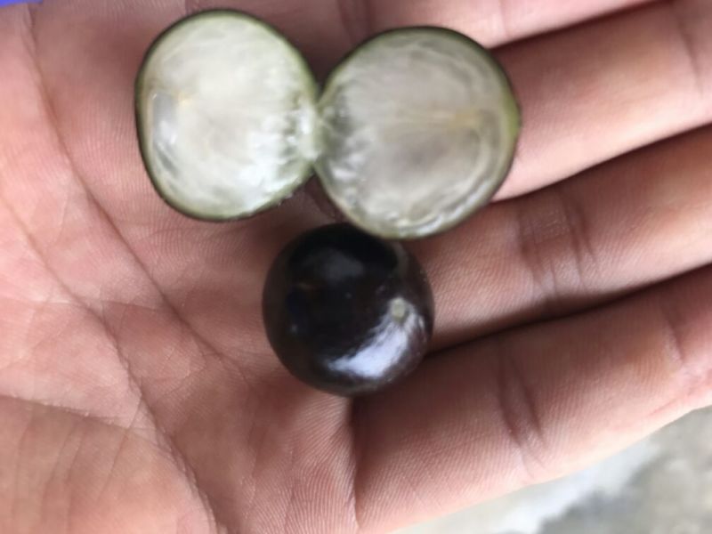 嘉宝果树苗3年