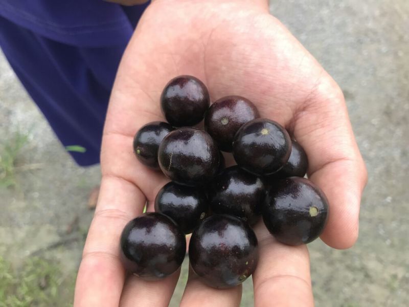 嘉宝果树苗3年