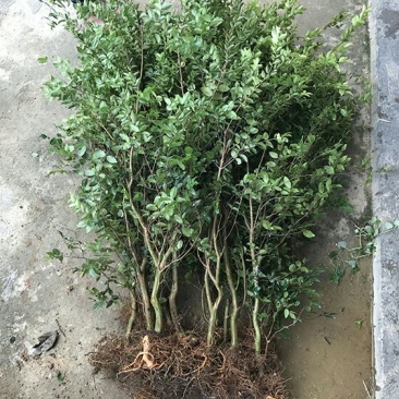嘉宝果树苗3年