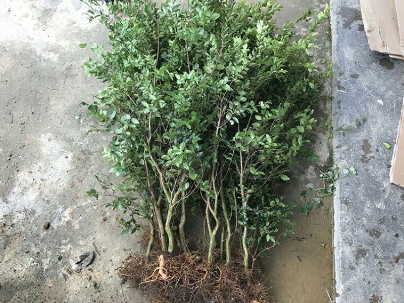 嘉宝果树苗3年