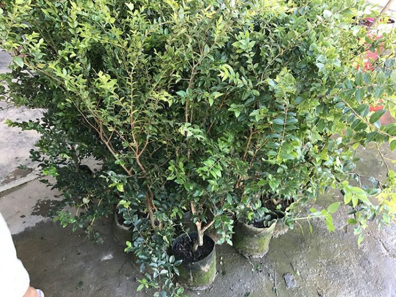 嘉宝果树苗3年
