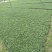 玉龙草4~8cm