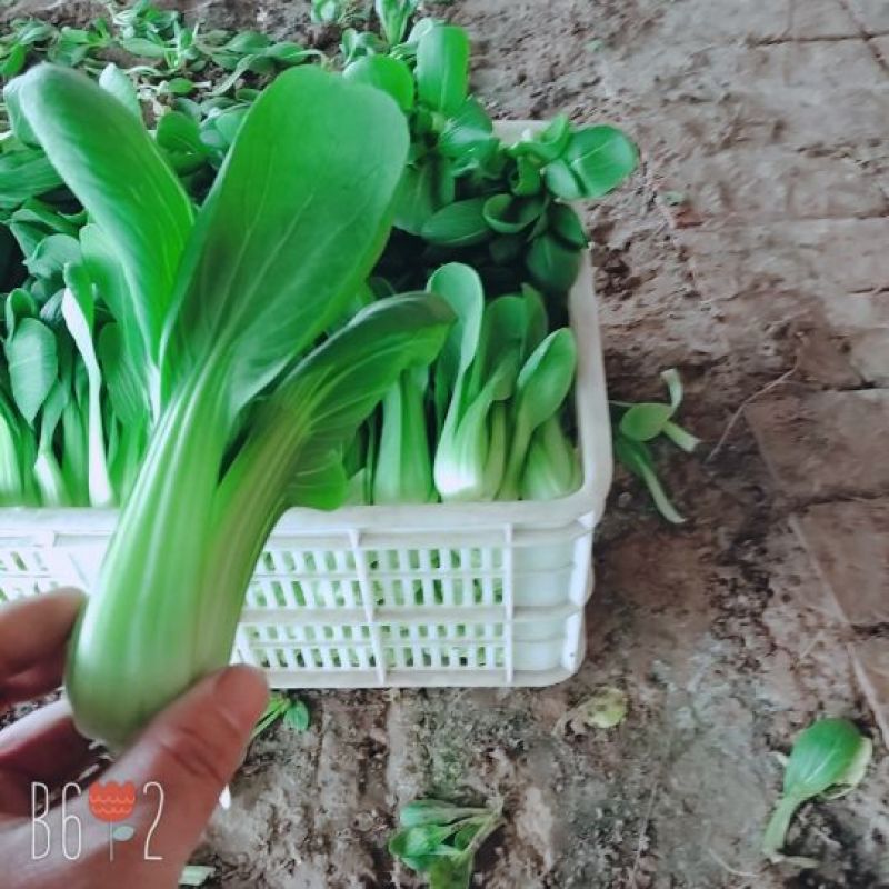 曹县万亩基地直供，常年供应，精品上海青小油菜保质保量