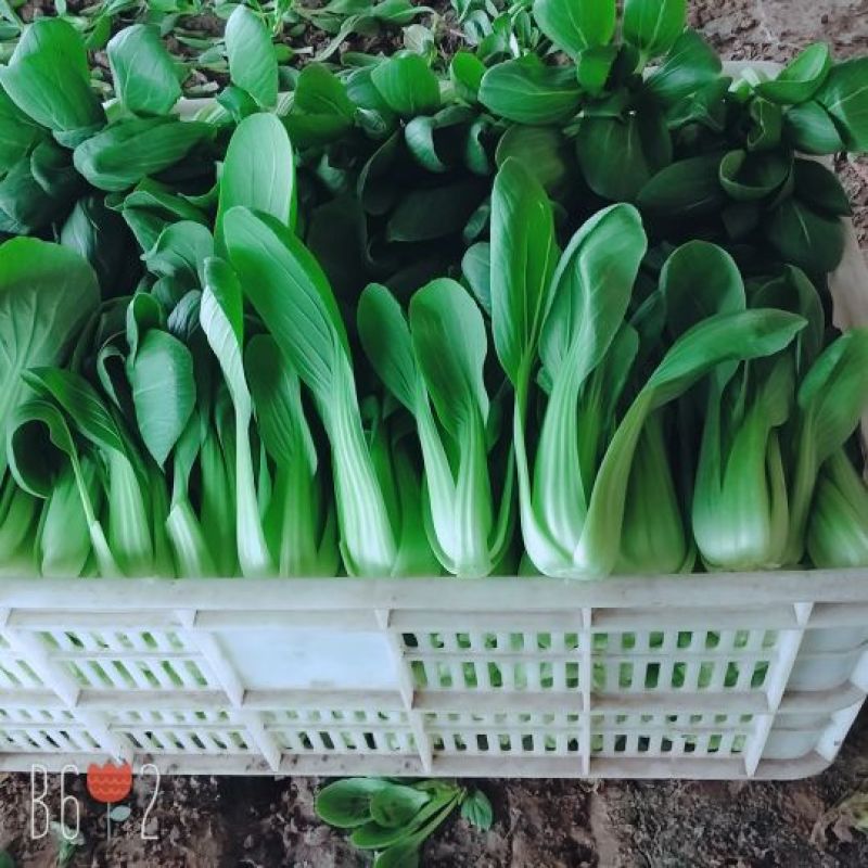 曹县万亩基地直供，常年供应，精品上海青小油菜保质保量