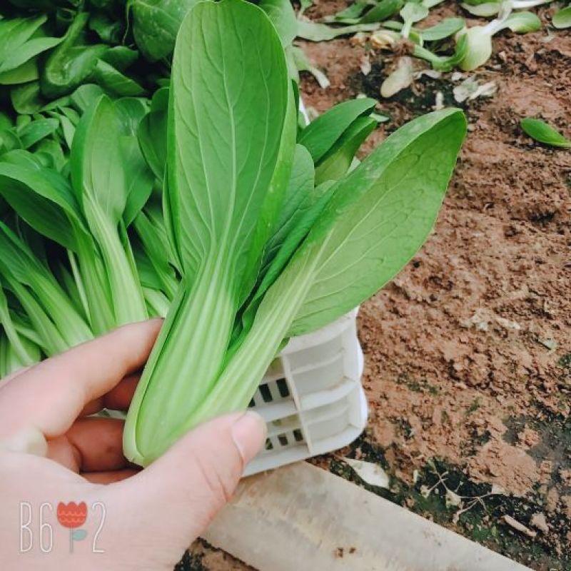 曹县万亩基地直供，常年供应，精品上海青小油菜保质保量
