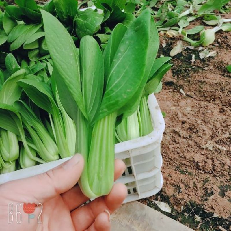 曹县万亩基地直供，常年供应，精品上海青小油菜保质保量