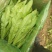 常年大量供应油麦菜，高约25公分，散装，装框各种包装都有