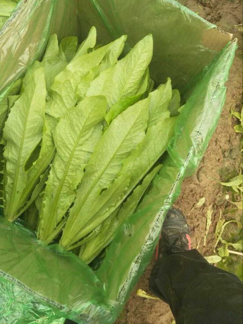 常年大量供应油麦菜，高约25公分，散装，装框各种包装都有
