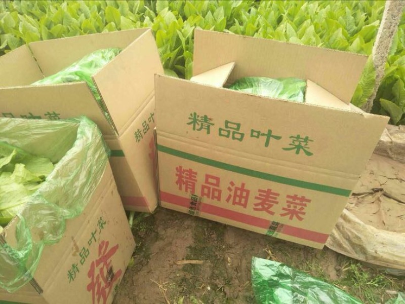 常年大量供应油麦菜，高约25公分，散装，装框各种包装都有