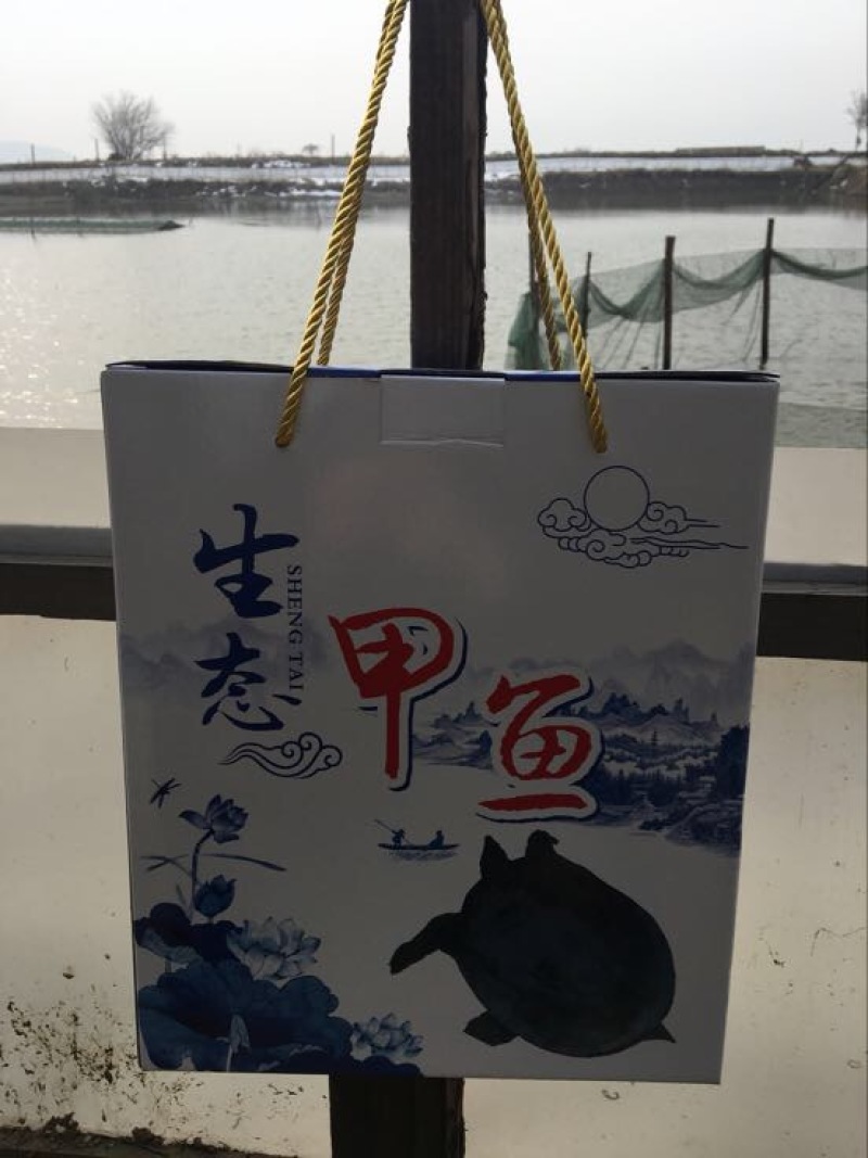 生态甲鱼2.5~3斤
