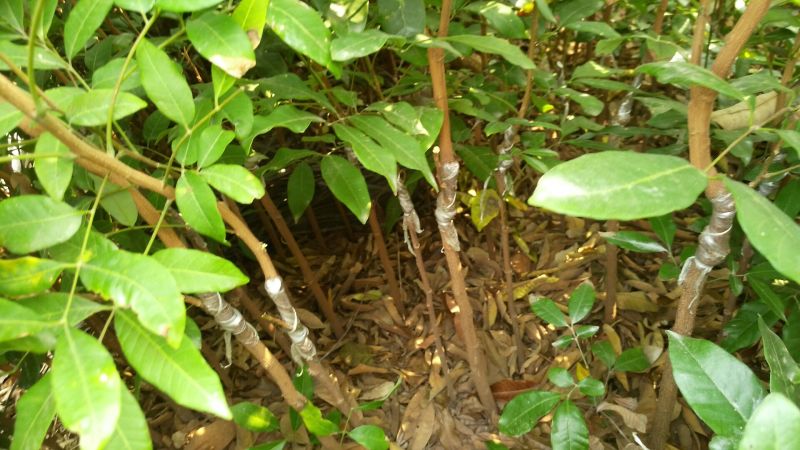 龙眼树苗50~80cm