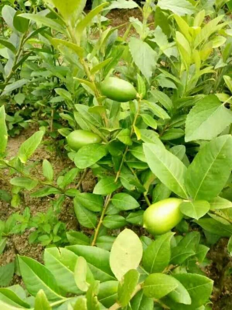 香水柠檬树苗30~50cm