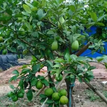 香水柠檬树苗30~50cm