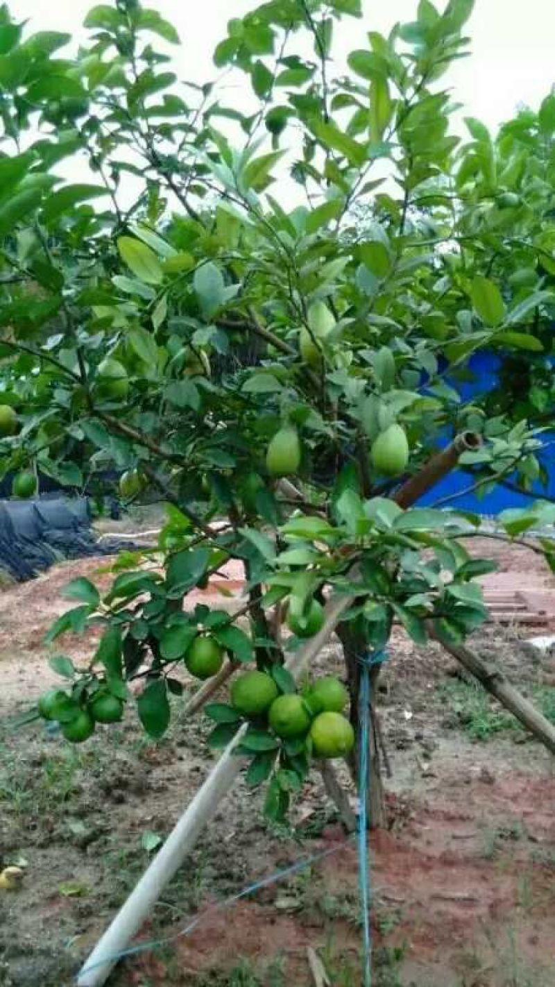 香水柠檬树苗30~50cm