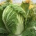 大棚春白菜4~6斤净菜