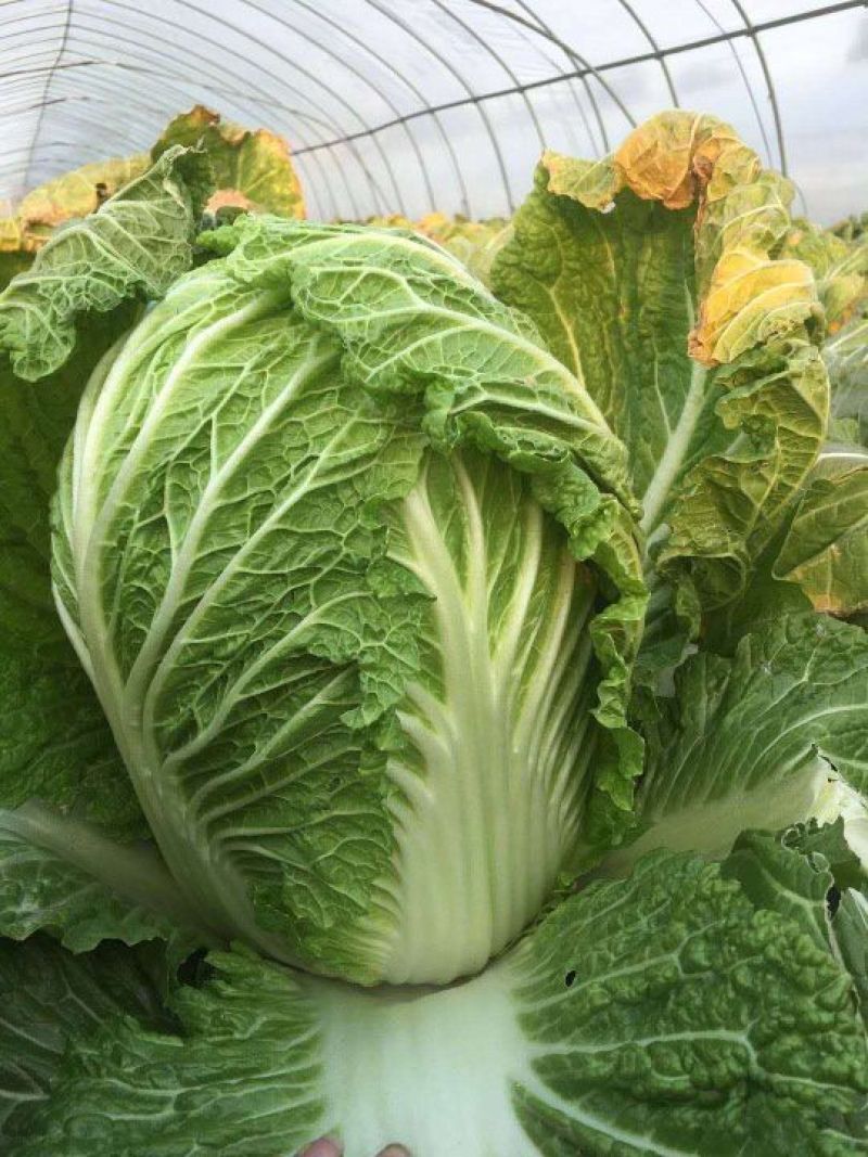 大棚春白菜4~6斤净菜